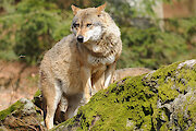 Wandern im Nationalpark Bayerischer Wald